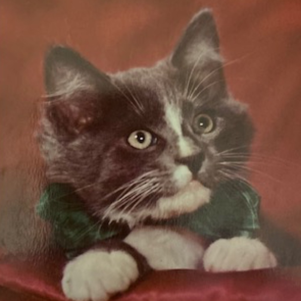 Meow..Offers Welcomed!